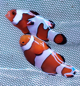 Davinci Clownfish Pair