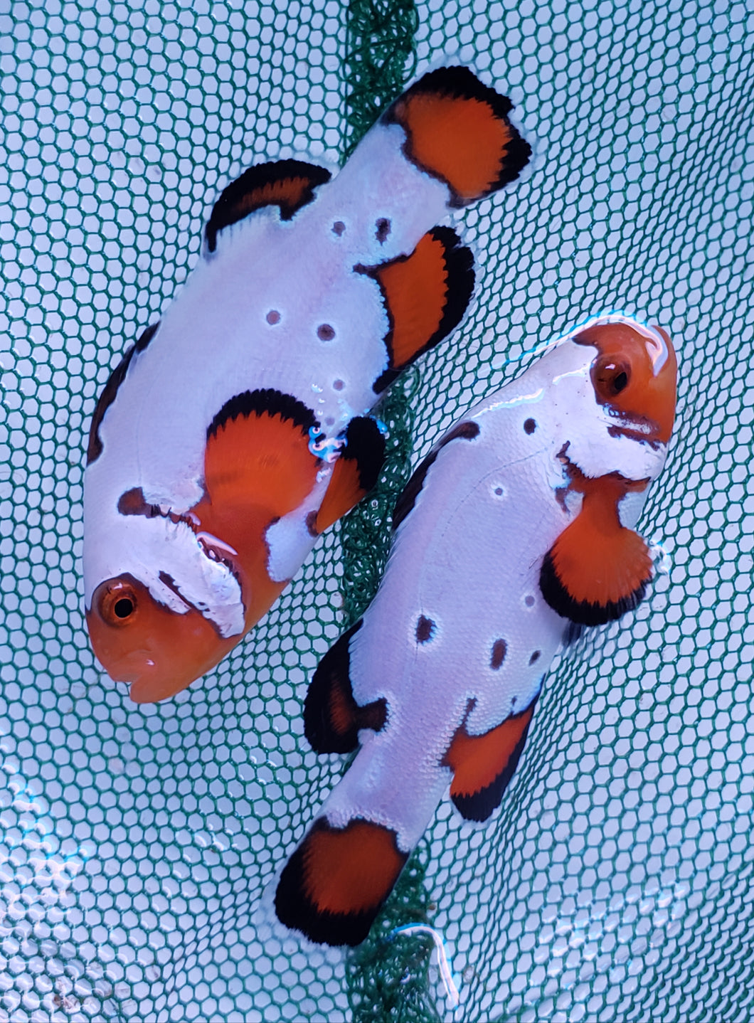 Frostbite Flurry Clownfish Pair