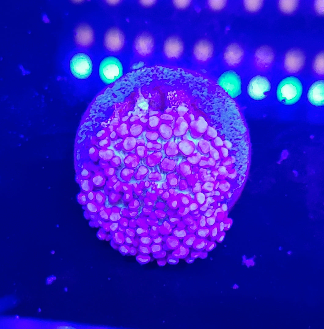 Purple Rhodactis Mushroom with Neon Base