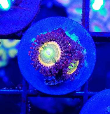 Rainbow Infusion Zoas