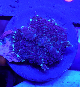 Purple tip Rhodactis Mushroom