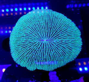 Blue tentacle Plate Coral