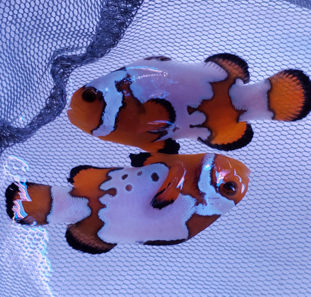 Extreme Fancy Snowflake Clownfish Pair