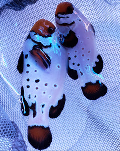 Frostbite SubZero Clownfish Pair