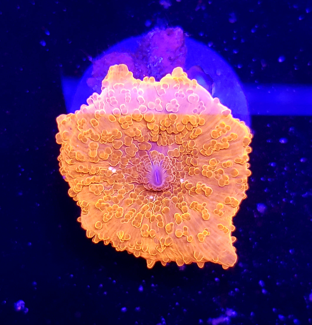 Ultra Red Jawbreaker Mushroom