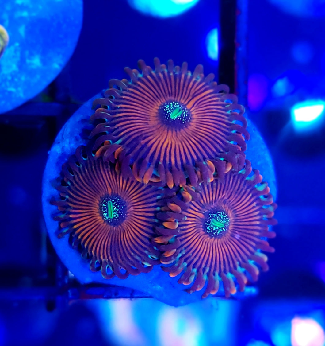 Magician Zoas