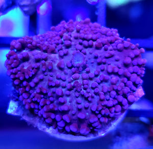 Purple Frilly Rhodactis Mushroom
