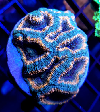 Pink Pastel Acan Colony