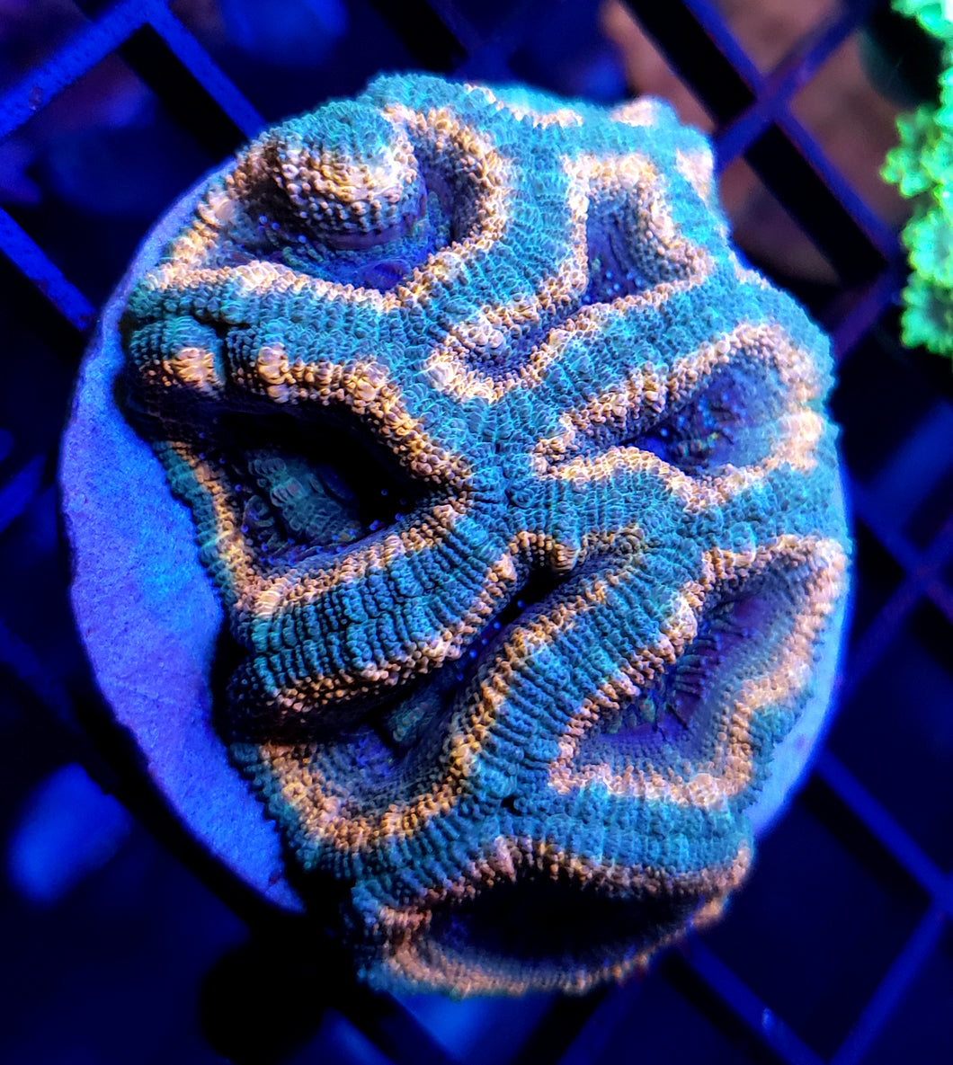 Pink Pastel Acan Colony