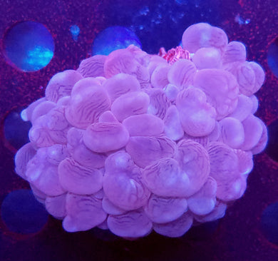 Pink Bubble Coral
