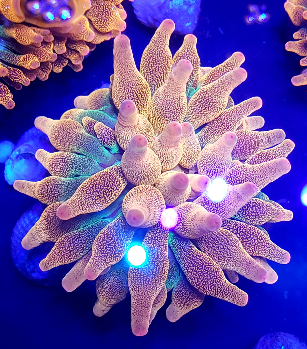 Rainbow Bubbletip Anemone