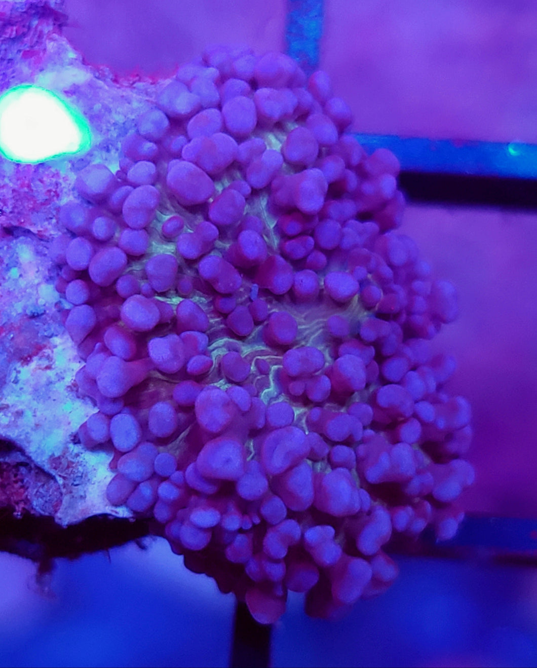 Neon Streak Purple Bubbly Rhodactis Mushroom