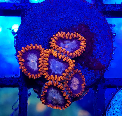 Alphaa & Omega Zoas