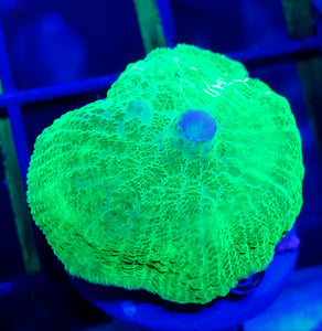 Ultra Green Rhodactis Mushroom