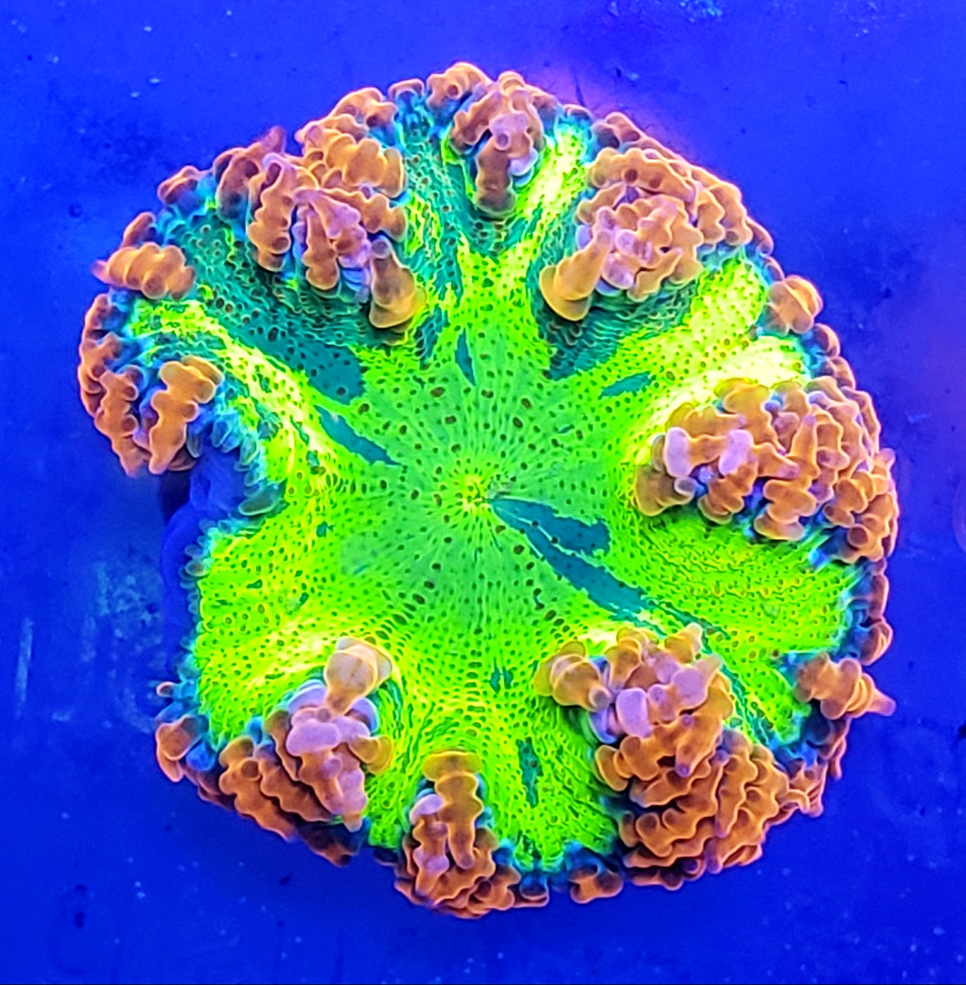 Insane Ultra Tie-Dye Flower Anemone