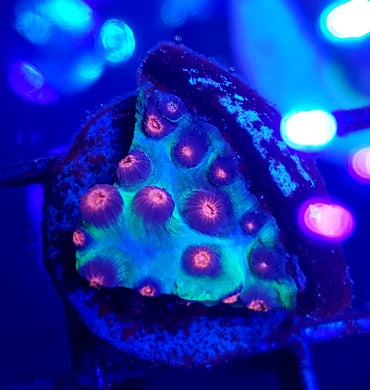 Alien Pox Cyphastrea
