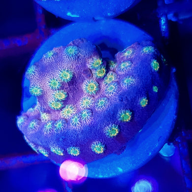 Peppa Pig Cyphastrea