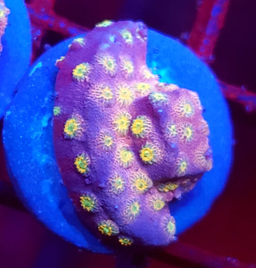 Peppa Pig Cyphastrea
