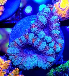 Red/ White Stripe Acans