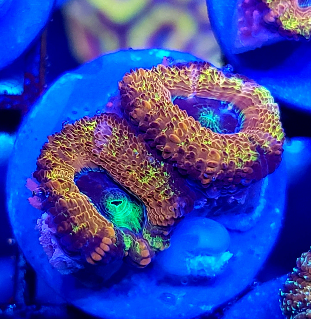 Ultra Omega Acans