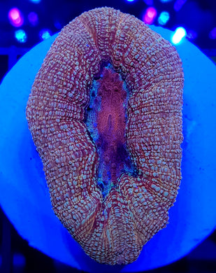Pink Plasma Acan Bowerbanki