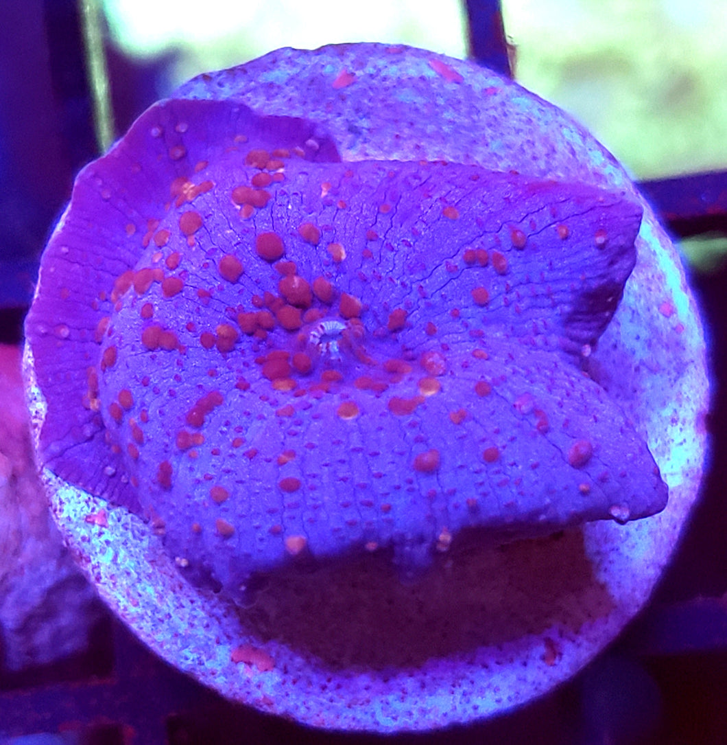 Bubbly Blue Discoma Mushroom