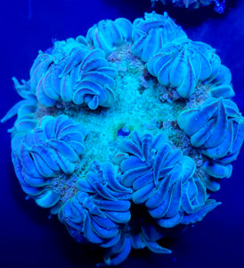 Ultra Teal Bubbly Flower Anemone