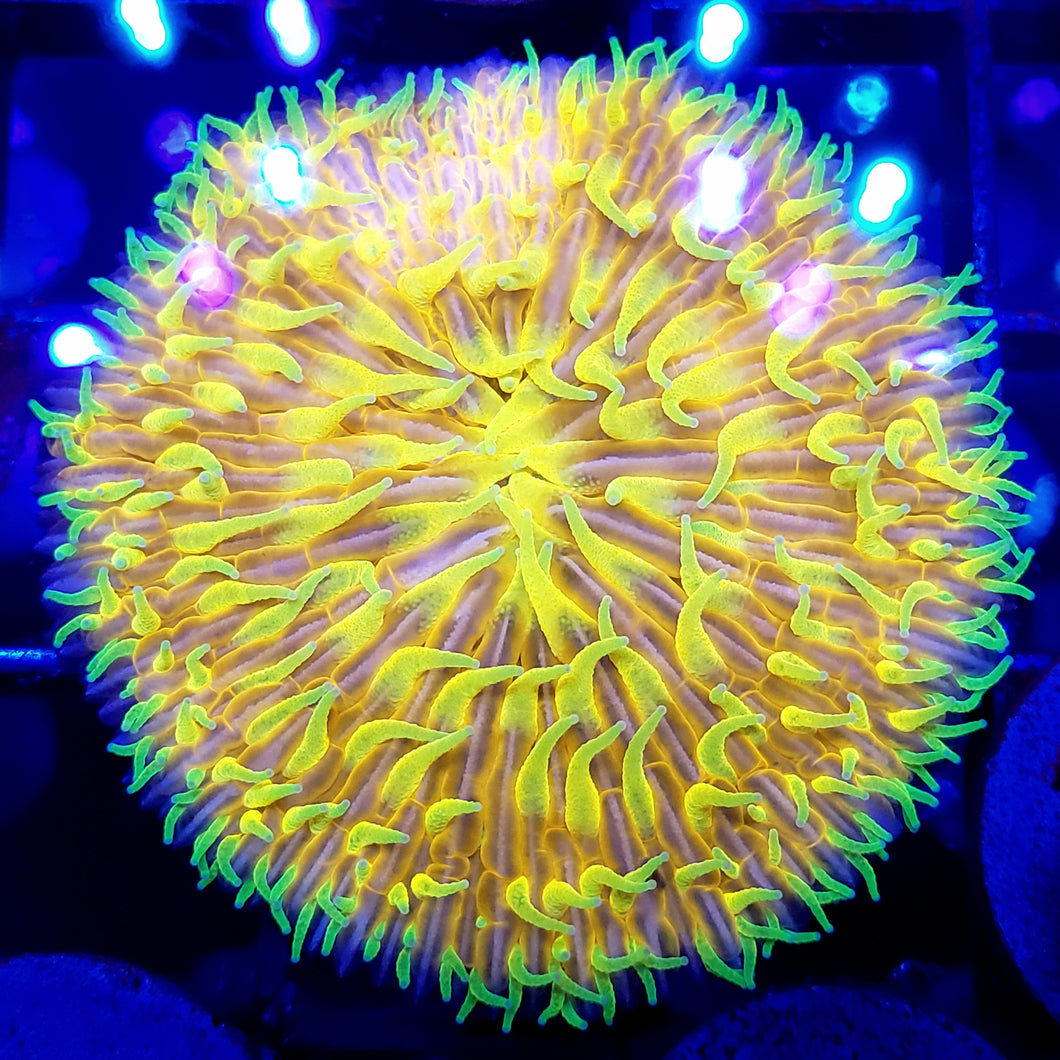 Ultra Sunkist Plate Coral