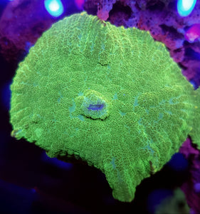 XL Neon Green Rhodactis Mushroom