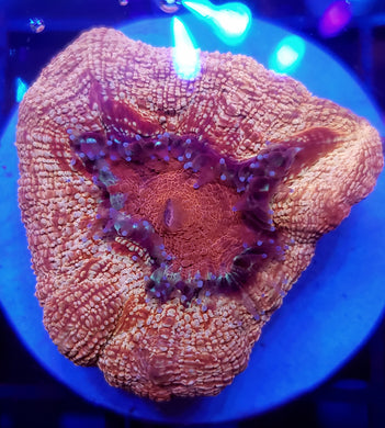 Pink Plasma Acan Bowerbanki