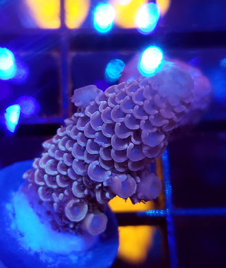 Pink Diamond Acro