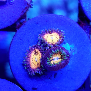 Sakura Zoas