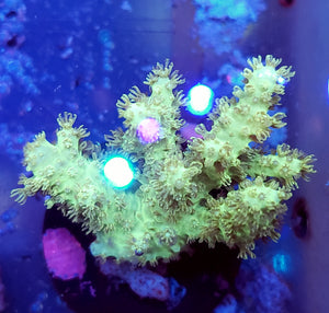 Neon Green Sinuleria Leather Coral