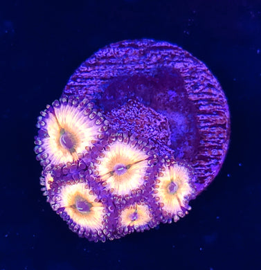 Rainbow Infusion Zoas