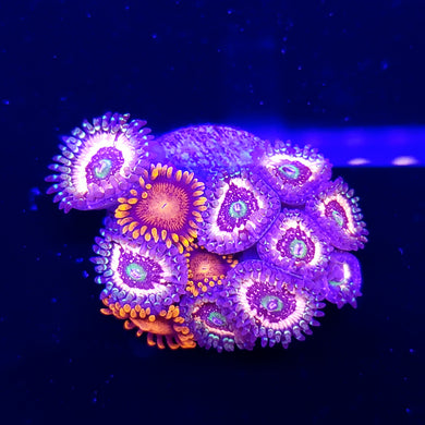 Pink Zipper / Bam Bam Combo Zoas