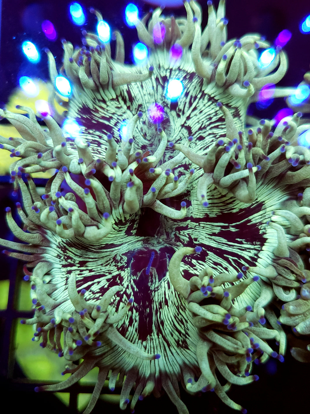 Aussie Ultra Splatter Elegance Coral
