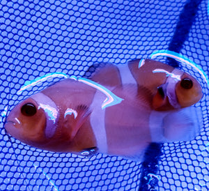 ORA Zombie Clownfish Pair