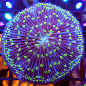Neon Green Tentacle Plate Coral