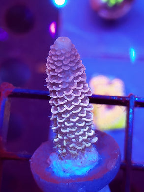 Pink Diamond Acro
