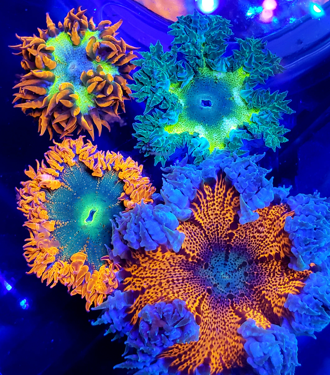 Ultra Flower Anemone Mini-garden