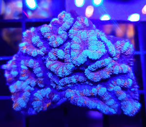 Red/Blue Stripe Acan Colony
