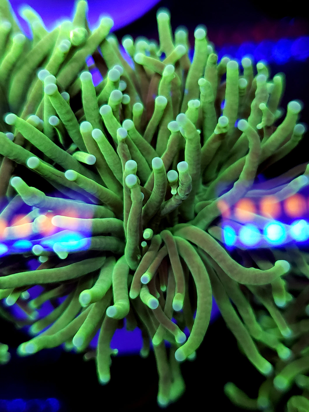 XL Toxic Green Torch Coral