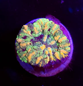 Frosty Pastel Button Scoly