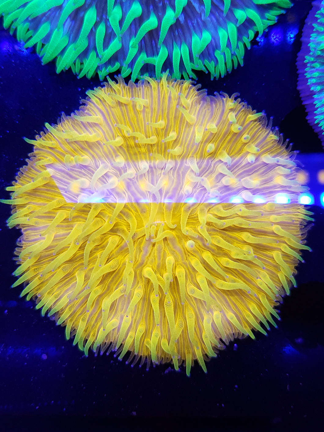 Yellow Tentacle Orange Plate Coral