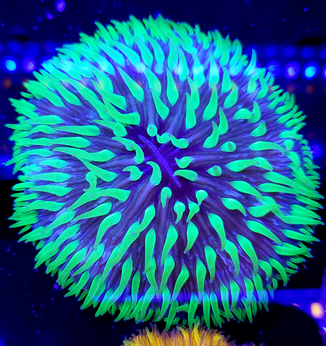 Ultra Green Tentacle Plate Coral, Lrg