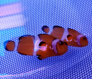 ORA Zombie Clownfish Pair, New!