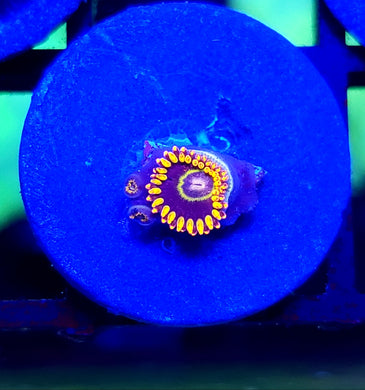Rainbow Hornet Zoas