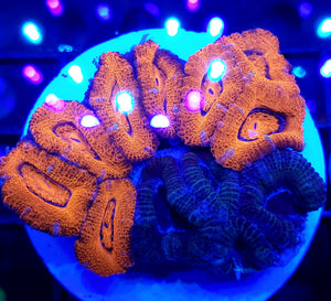 Grafted Acan Colony