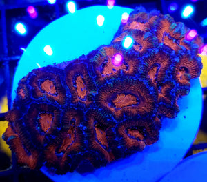 BloodRed Acan Colony