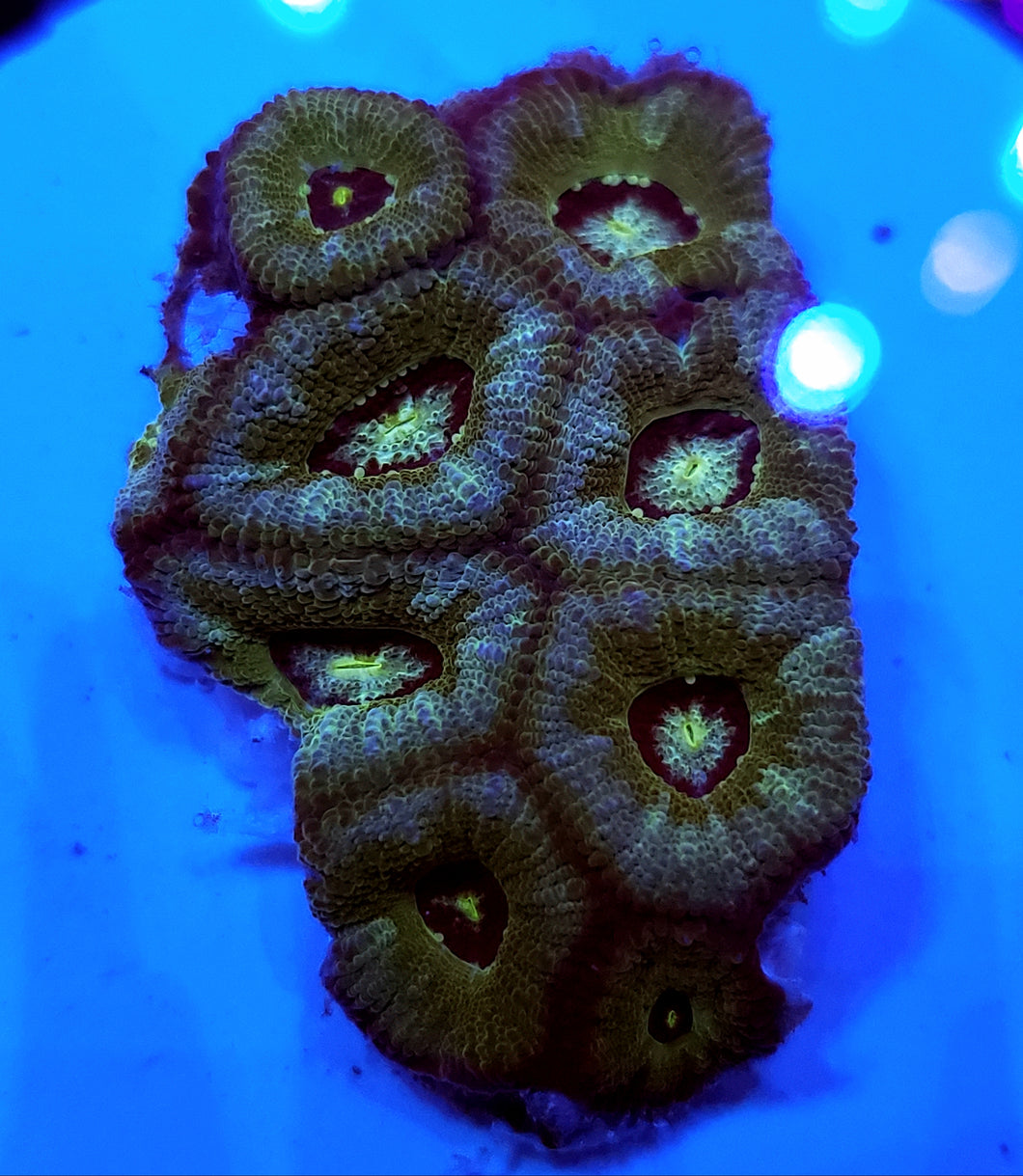 Green Micromussa mini Colony